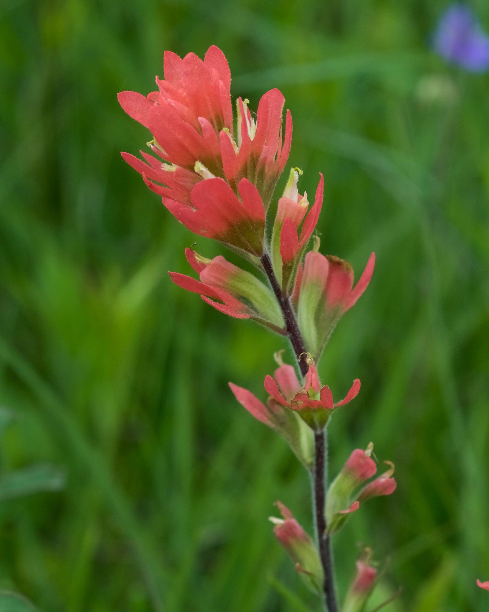 Indian Paintbrush (Castilleja)
